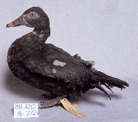 疣鼻栖鴨藏品圖，第2張